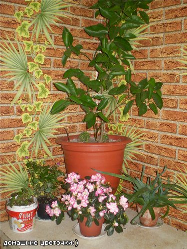 fe9f5446cdb2.jpg