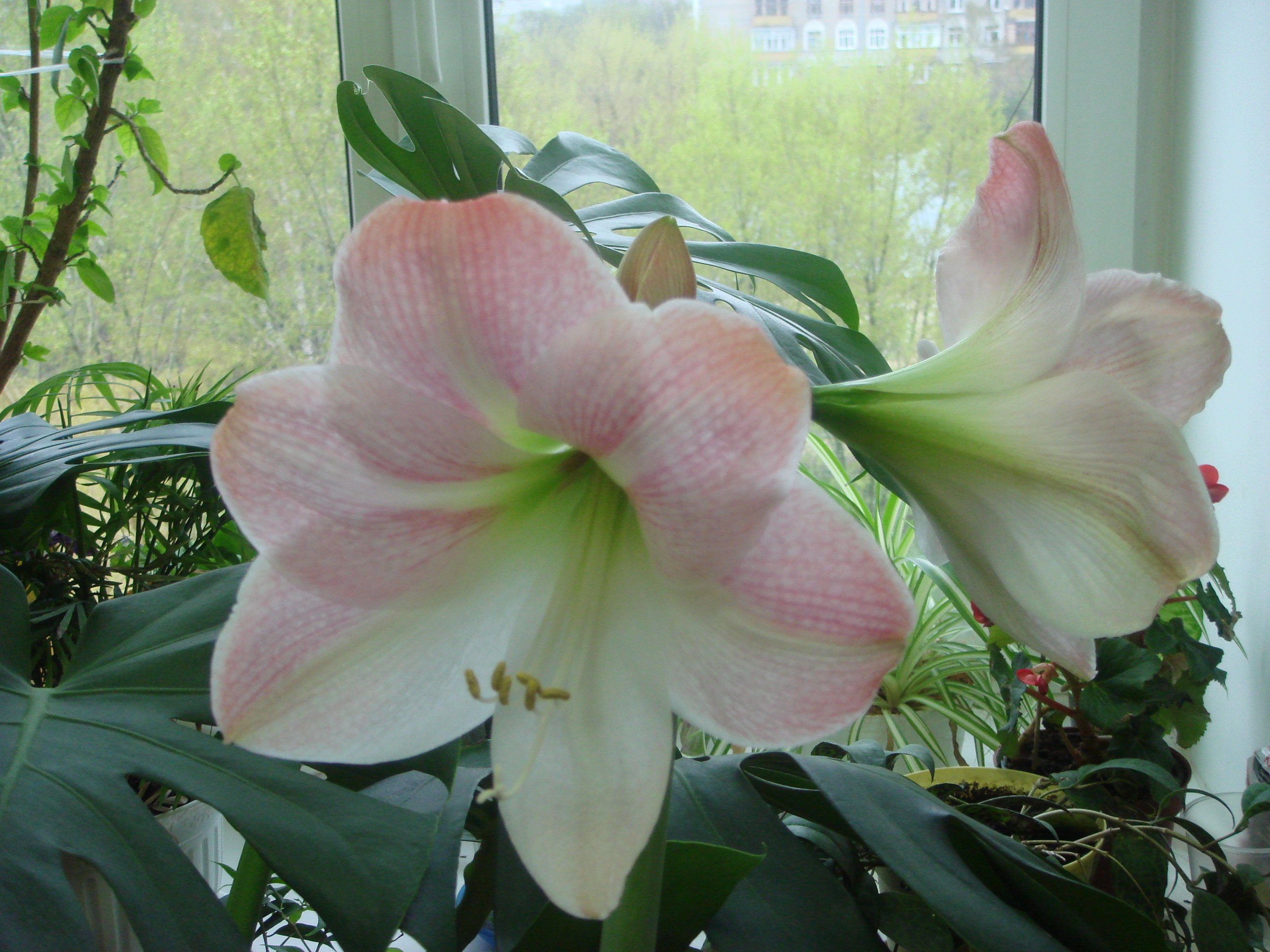 DSC07074.JPG
