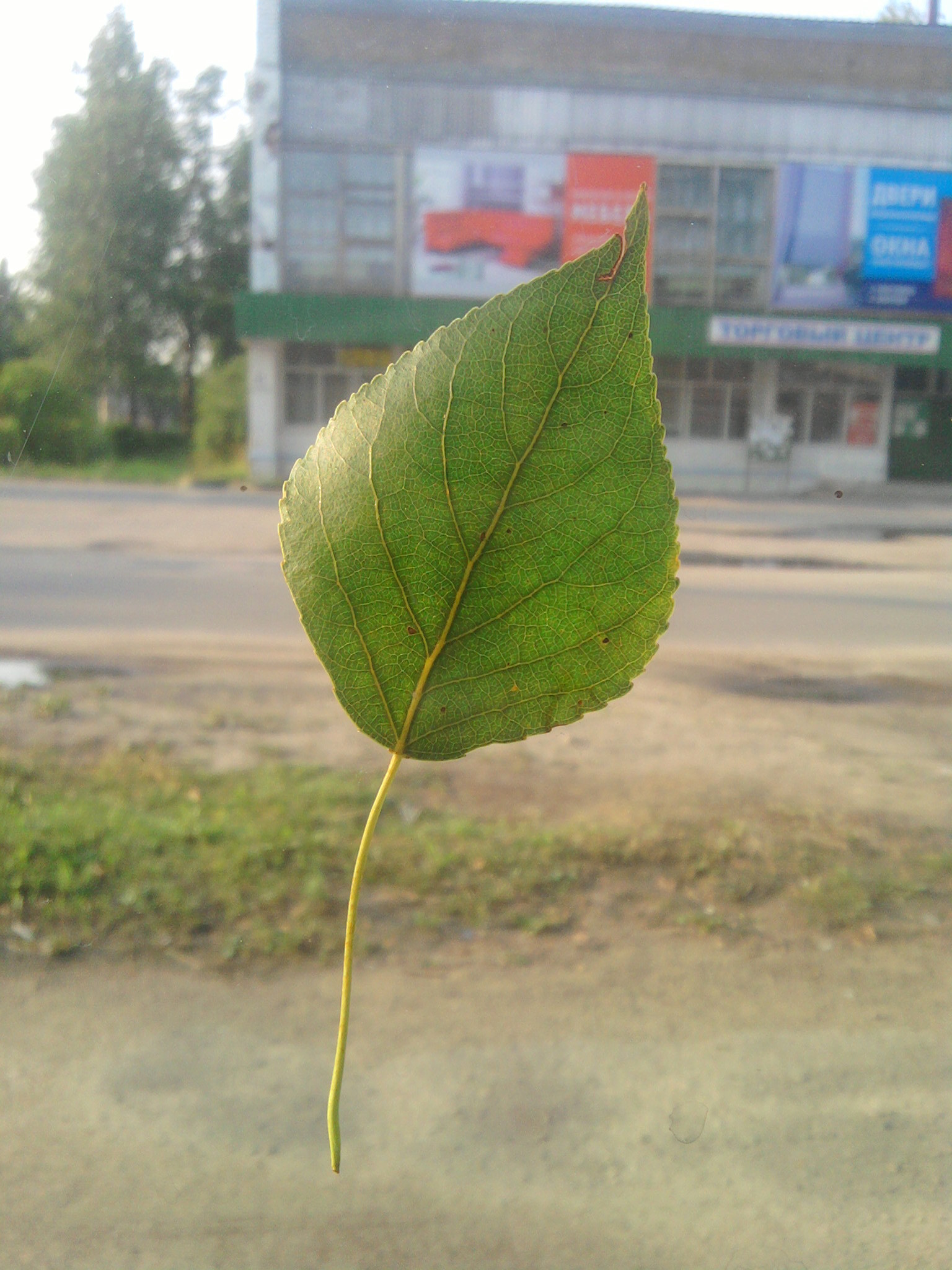 SP_A0827.jpg