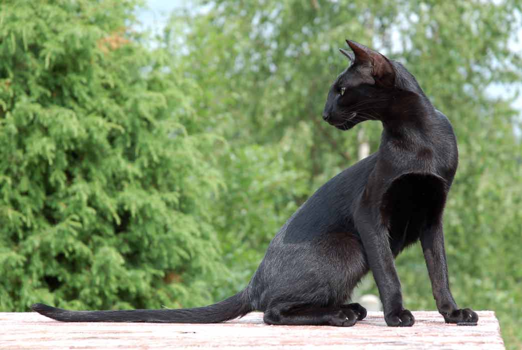 cat_436_800.jpg