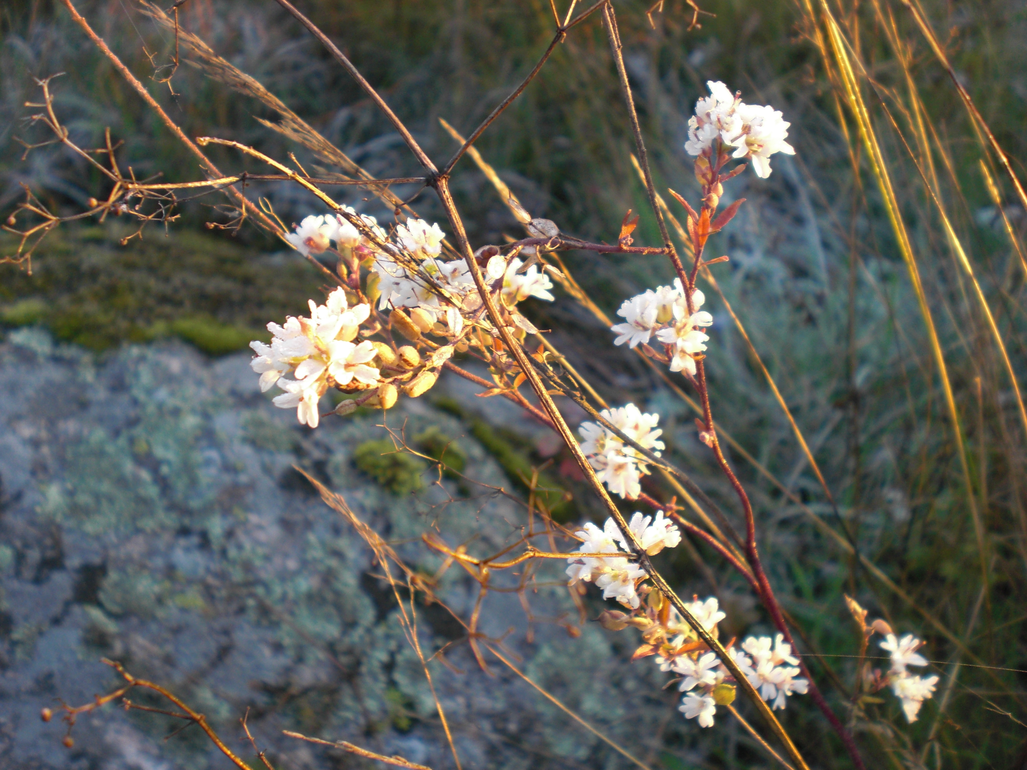 CIMG0382.JPG