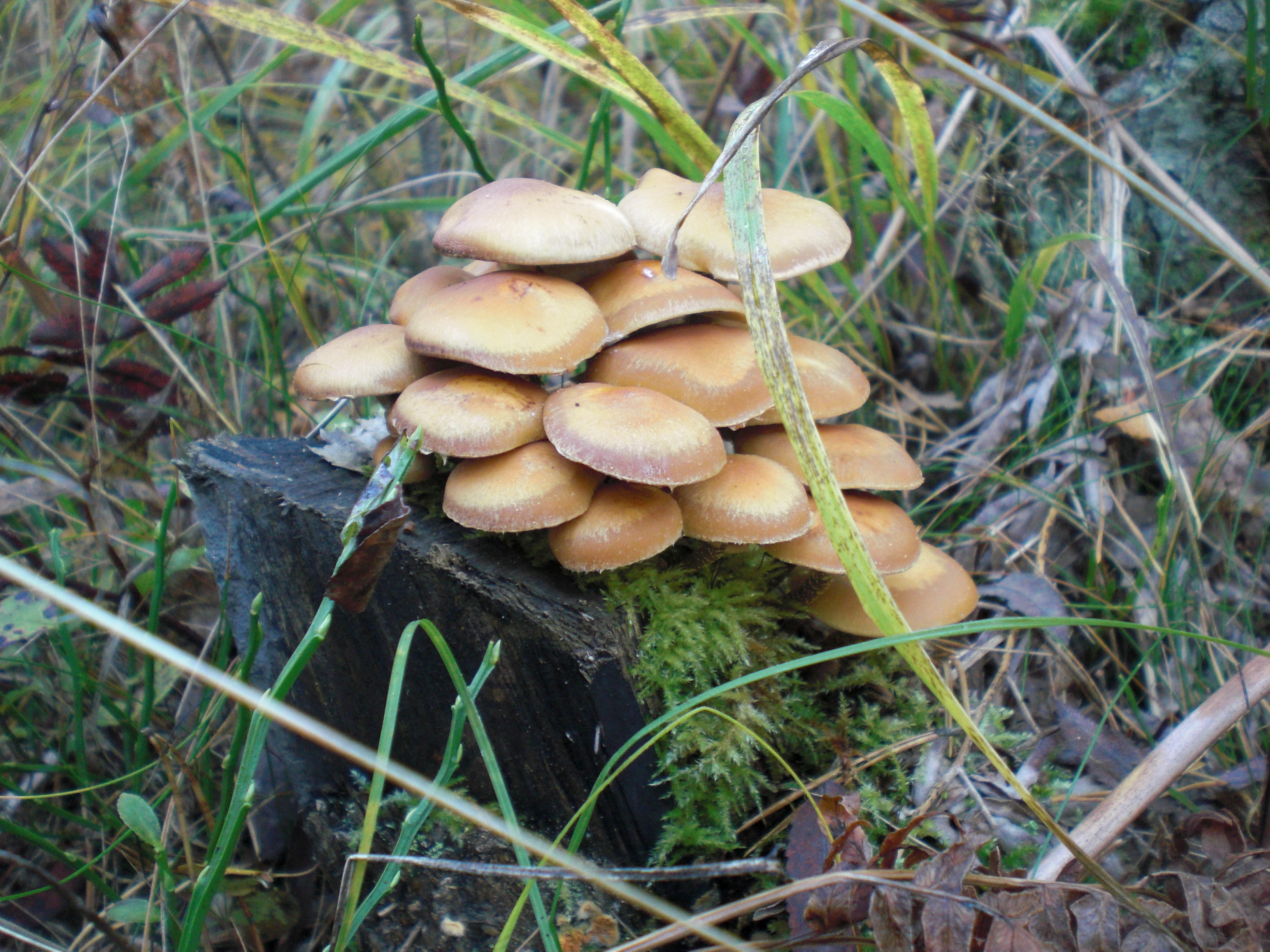 CIMG0433.JPG