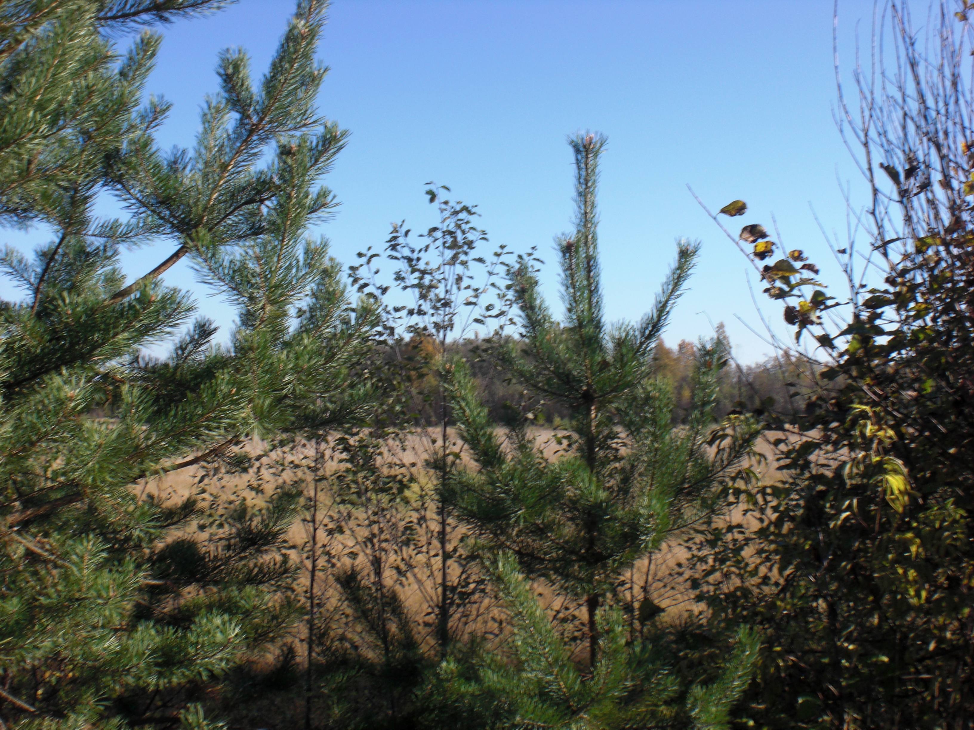 CIMG0447.JPG