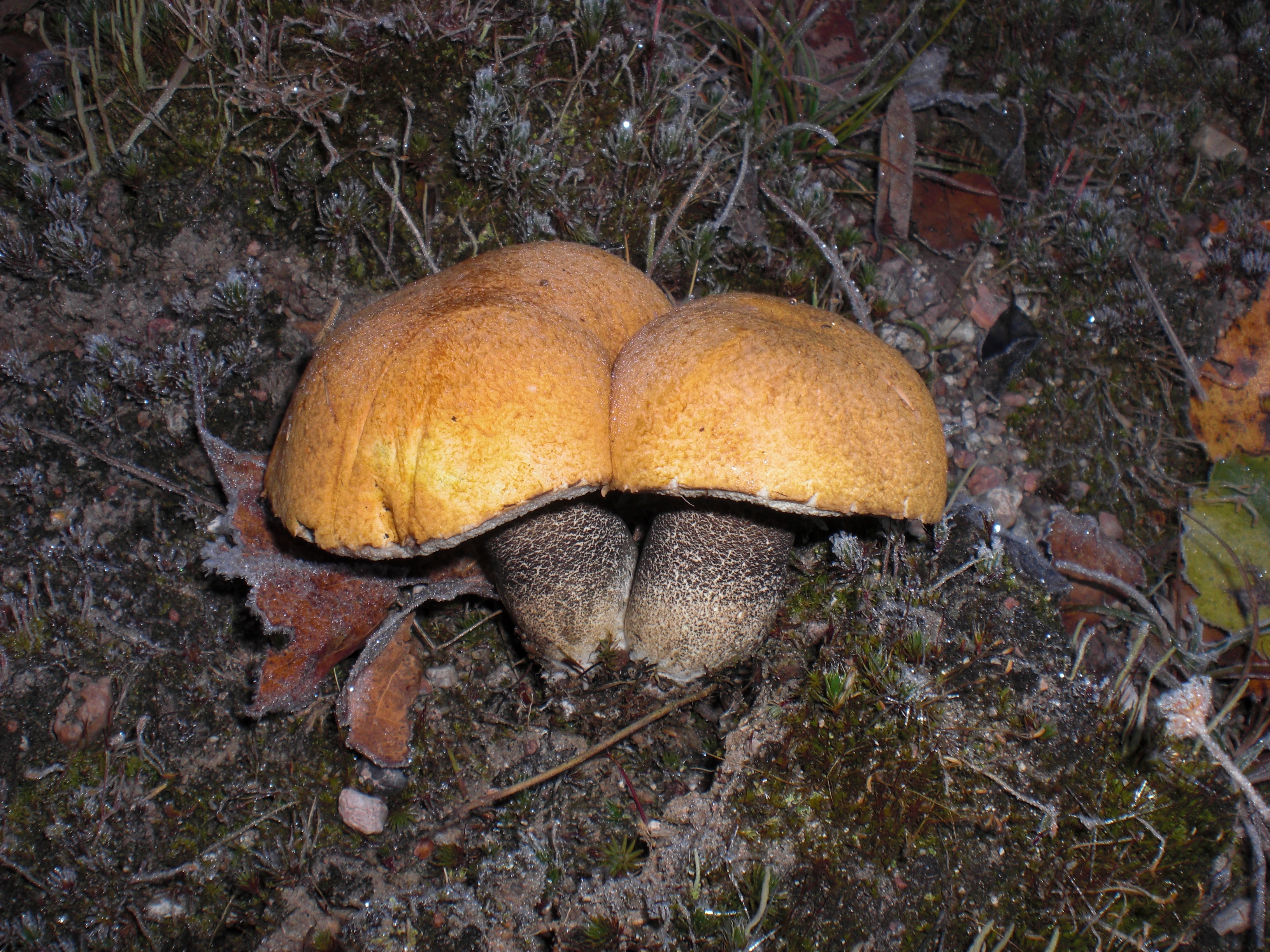 CIMG0424.JPG