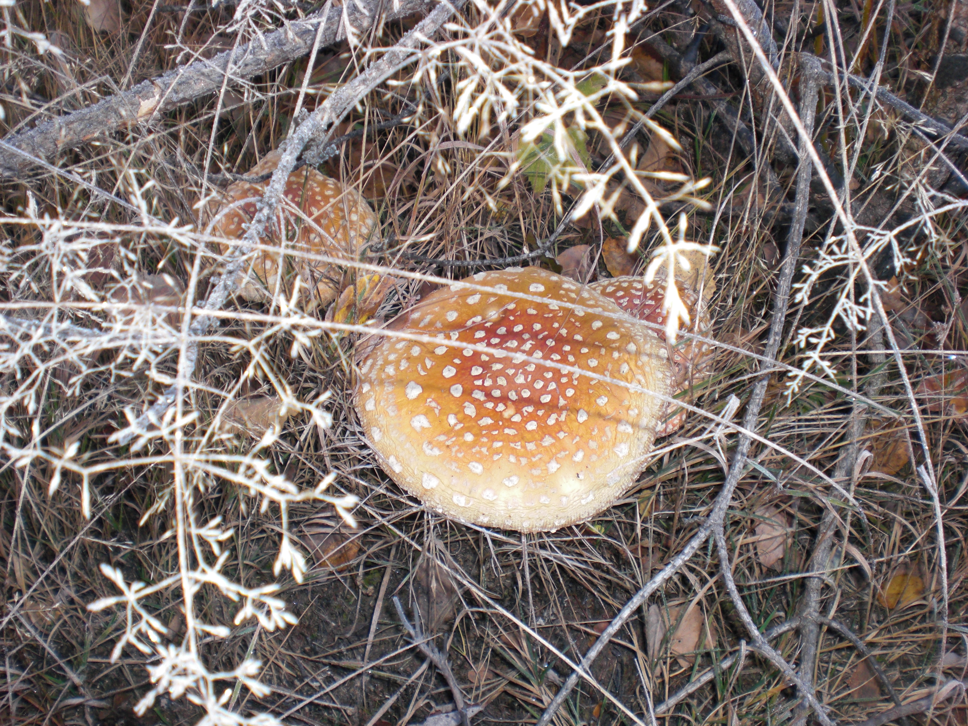 CIMG0423.JPG