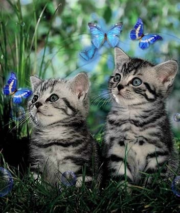 www_mobi_galery_ru_352x416_18674.jpg