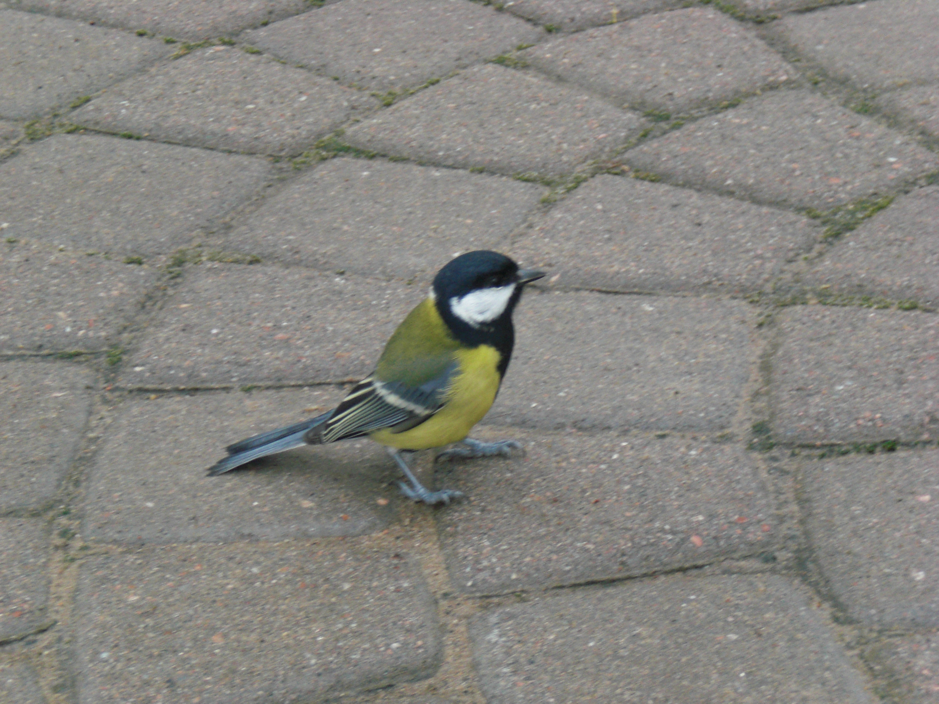 CIMG0087.JPG