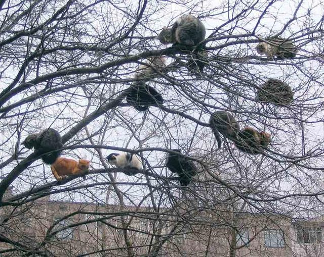 05070_s_4_cats.firefun.ru.jpg