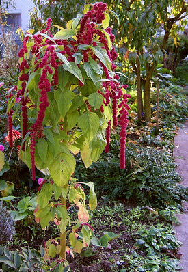 275px_2006_10_22Amaranthus09.jpg