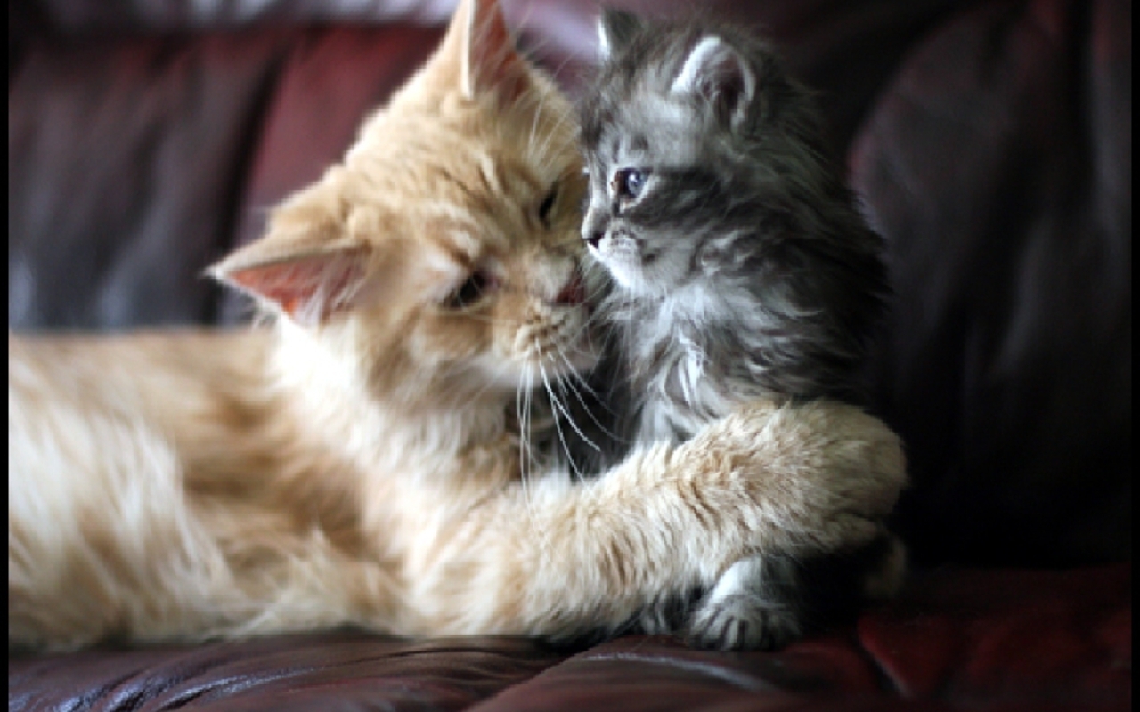 Beautiful_Cat_and_kitten_cats_16122479_1280_800.jpg