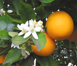 neroli1.jpg