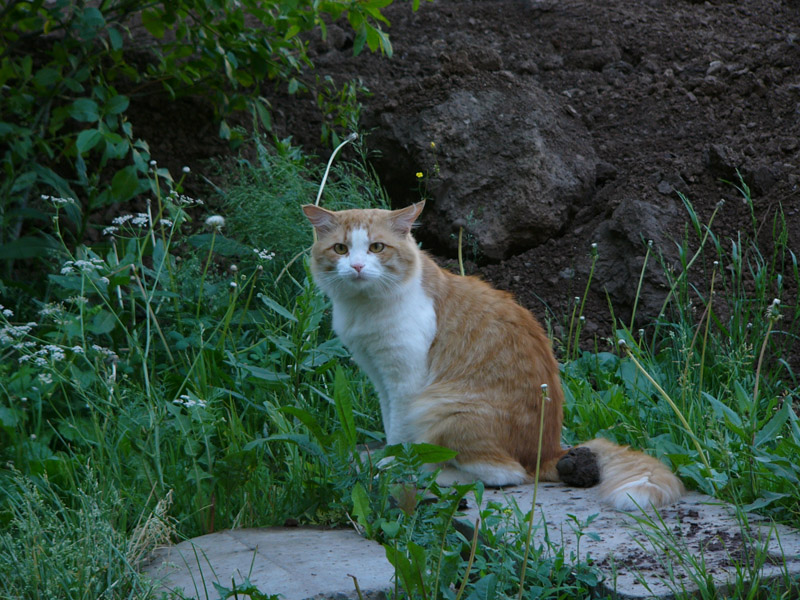 P1020111_2.jpg
