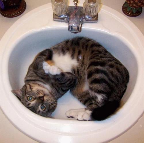 cat.jpg